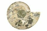 Large, Cut & Polished Ammonite Fossil (Half) - Madagascar #239228-1